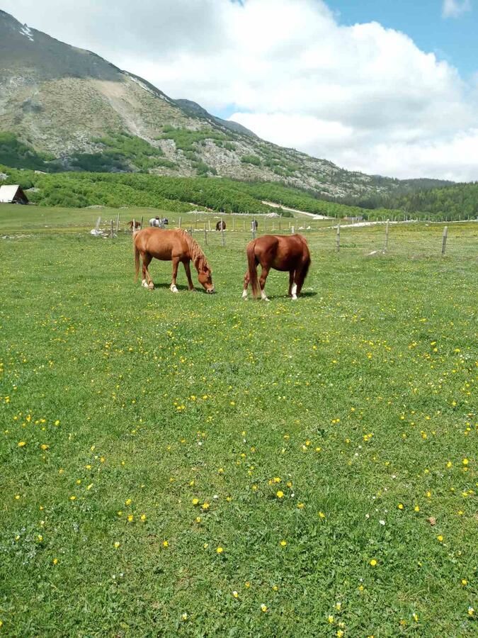 Апартаменты Korisno Жабляк-18
